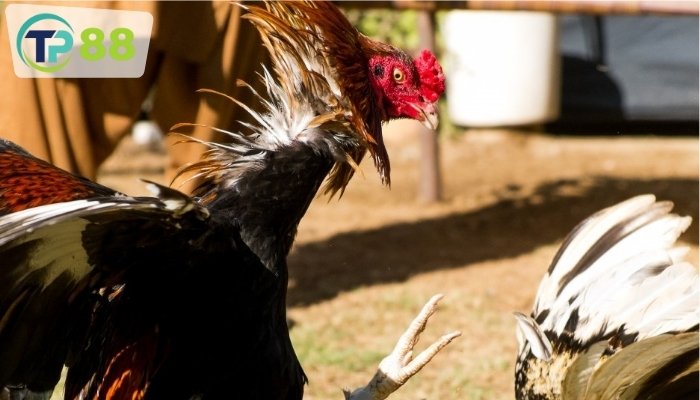 Cá cược trực tuyến – Trải nghiệm cực kỳ mới mẻ và vô cùng hấp dẫn
