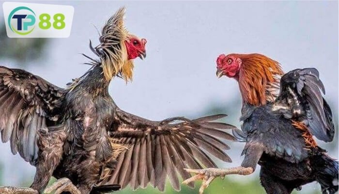 Kỹ thuật tập luyện và phát triển về thể lực cho những chiến kê
