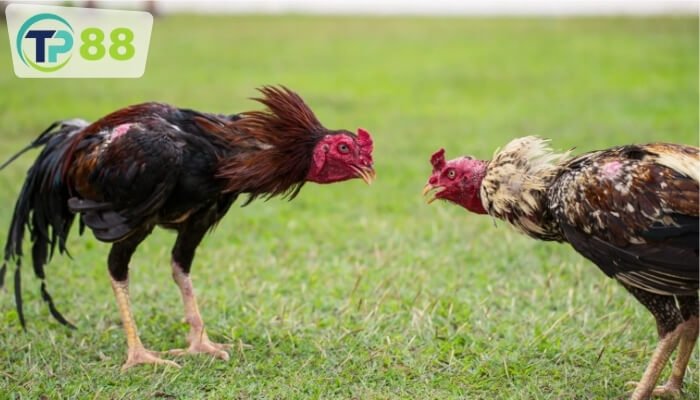 Quản lý và thiết kế ra được một môi trường sống thật an toàn